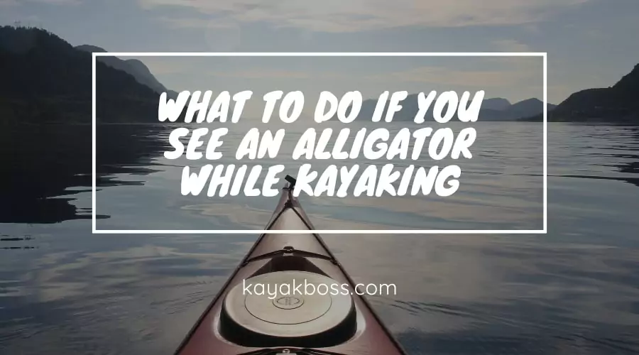 What to Do if You See an Alligator While Kayaking